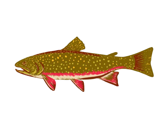 Sea Trout